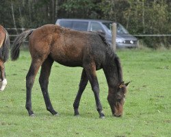 jumper Vlara N (Oldenburg show jumper, 2023, from Verdi)