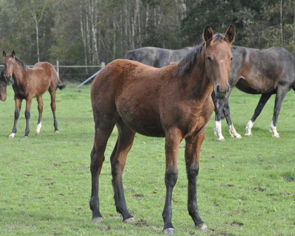 jumper Voll Toll N (Oldenburg show jumper, 2023, from Vigaro)