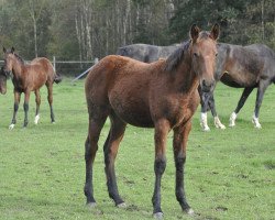 jumper Voll Toll N (Oldenburg show jumper, 2023, from Vigaro)