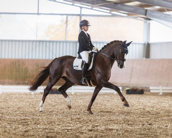 dressage horse Fine Lady 8 (Westphalian, 2010, from Fifty Cent)