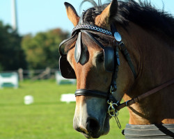 dressage horse Narnia (Rhenish-German Cold-Blood, 2020, from Newton)