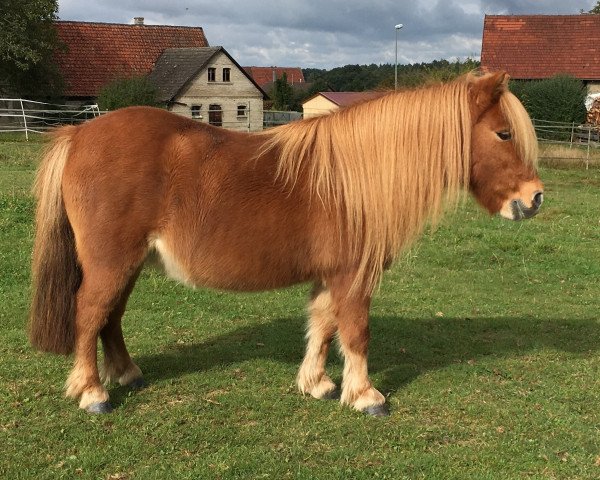 Zuchtstute Ramona van Schilling (Shetland Pony, 2001, von Grandioso van Wegdam)