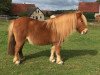 Zuchtstute Ramona van Schilling (Shetland Pony, 2001, von Grandioso van Wegdam)