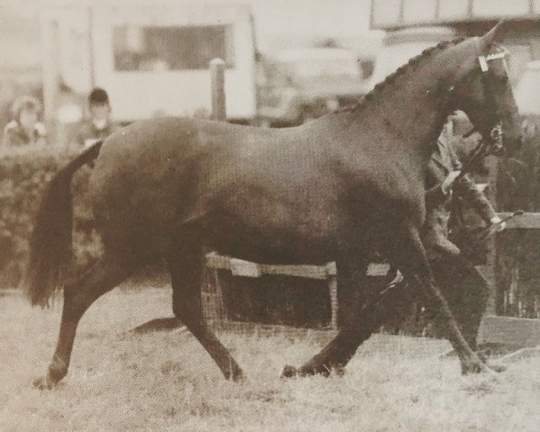 horse Rosevean Justification (British Riding Pony, 1979, from Bwlch Zephyr)