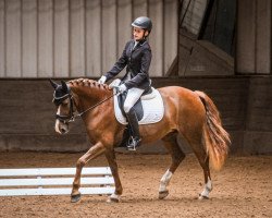 dressage horse Sky (Pony without race description, 2019)