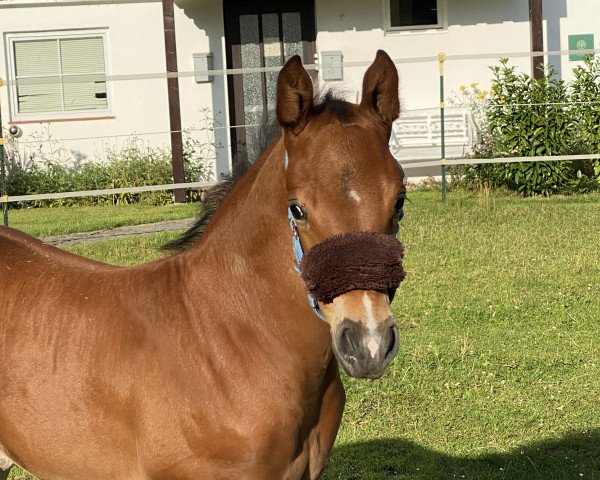 foal by Diatoki E (Holsteiner, 2023, from Diablue PS)