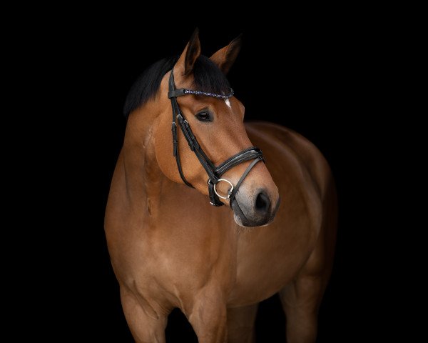 dressage horse Topas Te Quiero (German Sport Horse, 2017, from Birkhof's Topas FBW)