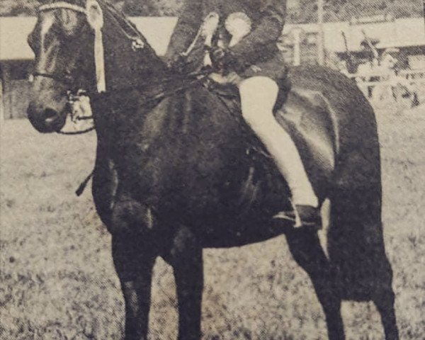 horse Bennochy Royal Star (British Riding Pony, 1977, from Coed Coch Dragon)