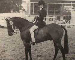 Pferd Bladon Court Jester (British Riding Pony, 1978, von Bladon Little Man)