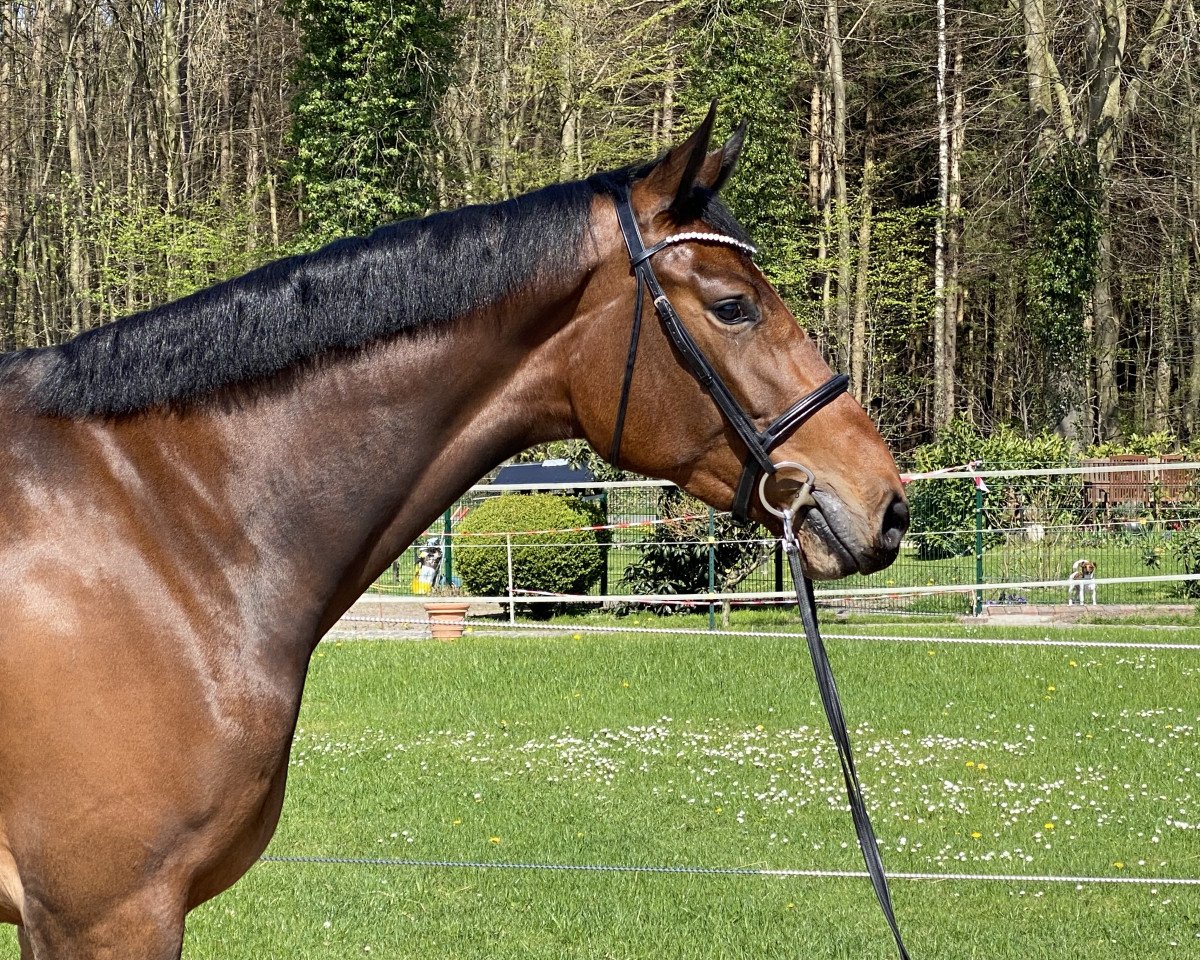 broodmare Najya Ina (Holsteiner, 2020, from Castle Creek)