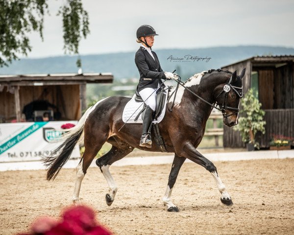 dressage horse Te Quiero 19 (Pinto / Hunter, 2015, from Tyron 2)