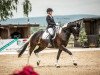 dressage horse Te Quiero 19 (Pinto / Hunter, 2015, from Tyron 2)