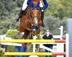 jumper Hylke (KWPN (Royal Dutch Sporthorse), 2012, from Spartacus TN)