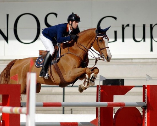 jumper Zamiro van Herkenrode Z (Zangersheide riding horse, 2010, from Zambesi TN)