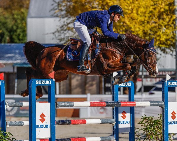 Springpferd Arnac de St Anne (Spanisches Sportpferd, 2013, von Jarnac)