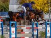 Springpferd Arnac de St Anne (Spanisches Sportpferd, 2013, von Jarnac)