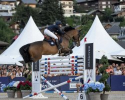 jumper Maestro van't Breezerhof (Belgian Warmblood, 2012, from Plot Blue)