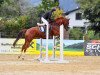 jumper For Hope (Slovakian Warmblood, 2012)