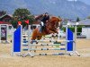 jumper Phillipp 12 (German Riding Pony, 2012, from Palolo Kid)