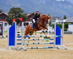 jumper Phillipp 12 (German Riding Pony, 2012, from Palolo Kid)