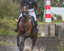 Springpferd Boegegardens Lisette (Schweres Warmblut Dänemark, 2012, von Boegegaardens Lansini)