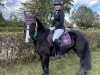 Springpferd Ella 94 (Tinker / Irish Cob / Gypsy Vanner, 2005)