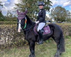 jumper Ella 94 (Tinker / Irish Cob / Gypsy Vanner, 2005)