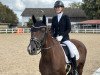 dressage horse Don Friedrich (Hanoverian, 2013, from Don Frederic 3)