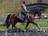 broodmare Doriana (Hanoverian, 2006, from D-Online)