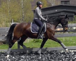 broodmare Doriana (Hanoverian, 2006, from D-Online)