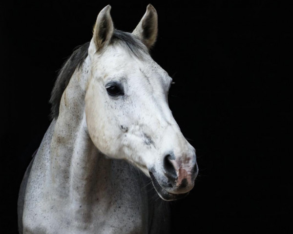 dressage horse Koreno (Polish Warmblood, 2004, from Liberado)