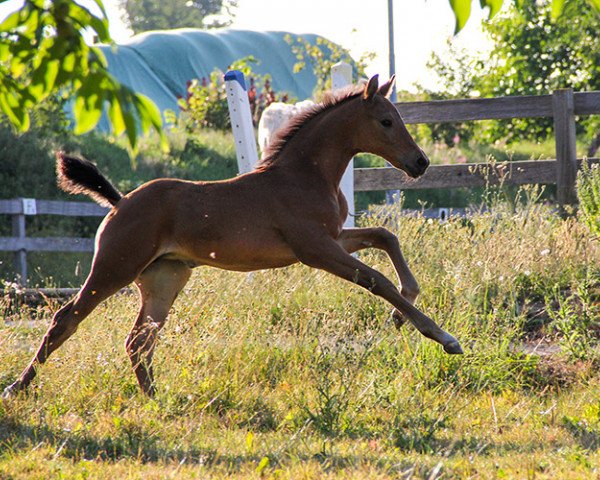 dressage horse Fünf Sterne S (Hanoverian, 2022, from Freigeist)