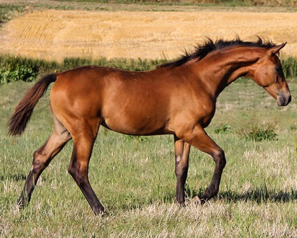 dressage horse Mijou S (Hanoverian, 2022, from Morricone)