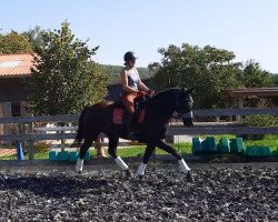 dressage horse Emilia S (Hanoverian, 2019, from Emilio)