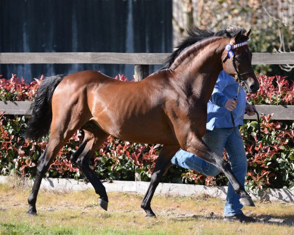 horse Llanarth Topcat (British Riding Pony, 1999, from Cusop Dimension)