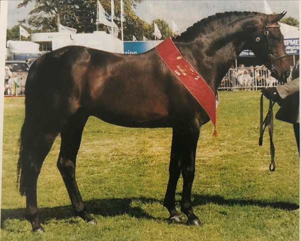 horse Kilvington Scoundrel (British Riding Pony, 1991, from Cusop Disciplin)