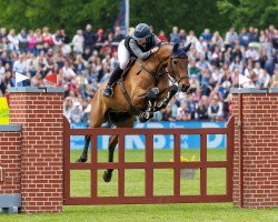 jumper Arctos 4 (German Sport Horse, 2006, from Askari)