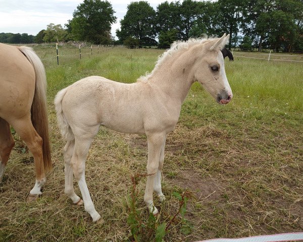 dressage horse Neumond (German Riding Pony, 2022, from Neverland WE)