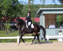 dressage horse Chesterfield Jl (Trakehner, 2011, from Shapiro 15)