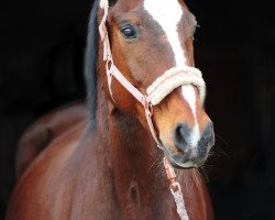 horse Rinus 8 (Oldenburg, 1998, from Rio Zeus)