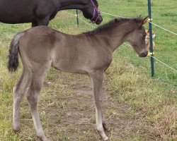 Dressurpferd Verbeia Aqua (Deutsches Reitpony, 2022, von Gold Edition D)