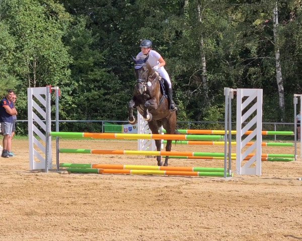 Pferd Magnum 94 (Polnisches Warmblut, 2017, von Igor)