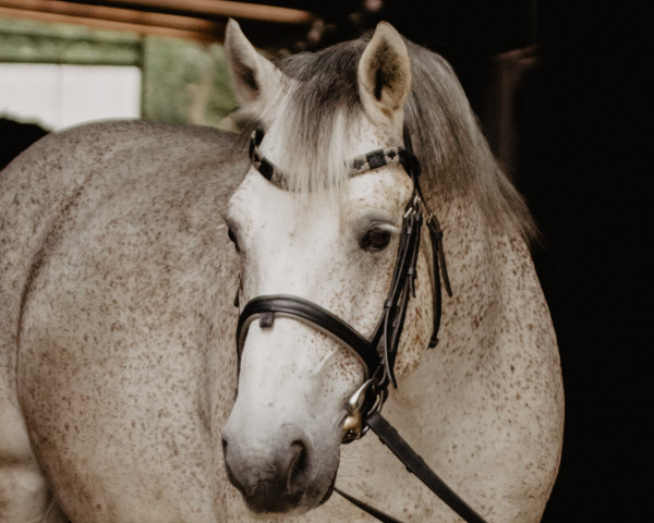 Springpferd Otto (Highland-Pony, 2009, von Twilight Burning Twice)