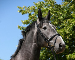 Springpferd Diasaro (Deutsches Sportpferd, 2014, von Diarado)