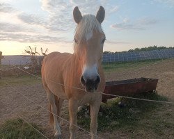 horse Alphaville (Haflinger, 2018, from liz.503/T Almkönig)