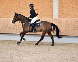 jumper Colorelle K (German Sport Horse, 2018, from Colorit)