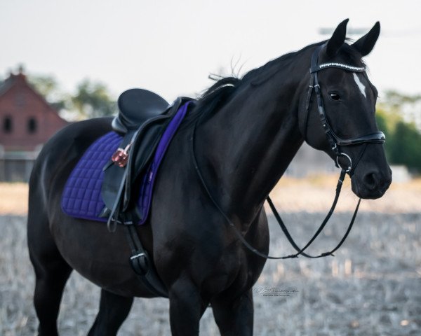 broodmare Candera 2 (Oldenburg, 2009, from Sir Donnerhall I)