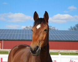 jumper Vidalgo 6 (Hanoverian, 2012, from van Gogh)