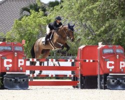 Zuchtstute Mara vd Bisschop (Belgisches Warmblut, 2012, von Elvis Ter Putte)