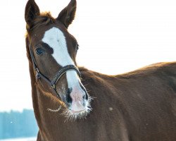 dressage horse Solea JMJ (German Sport Horse, 2022, from Sir Donnerhall I)